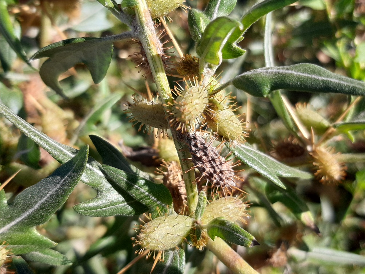 Xanthium spinosum 