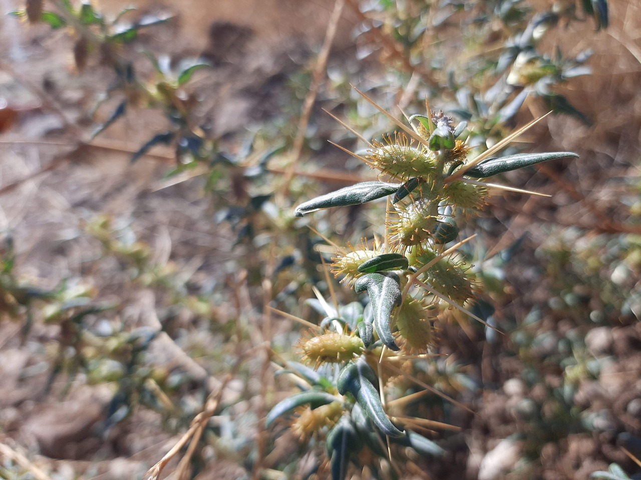 Xanthium spinosum 