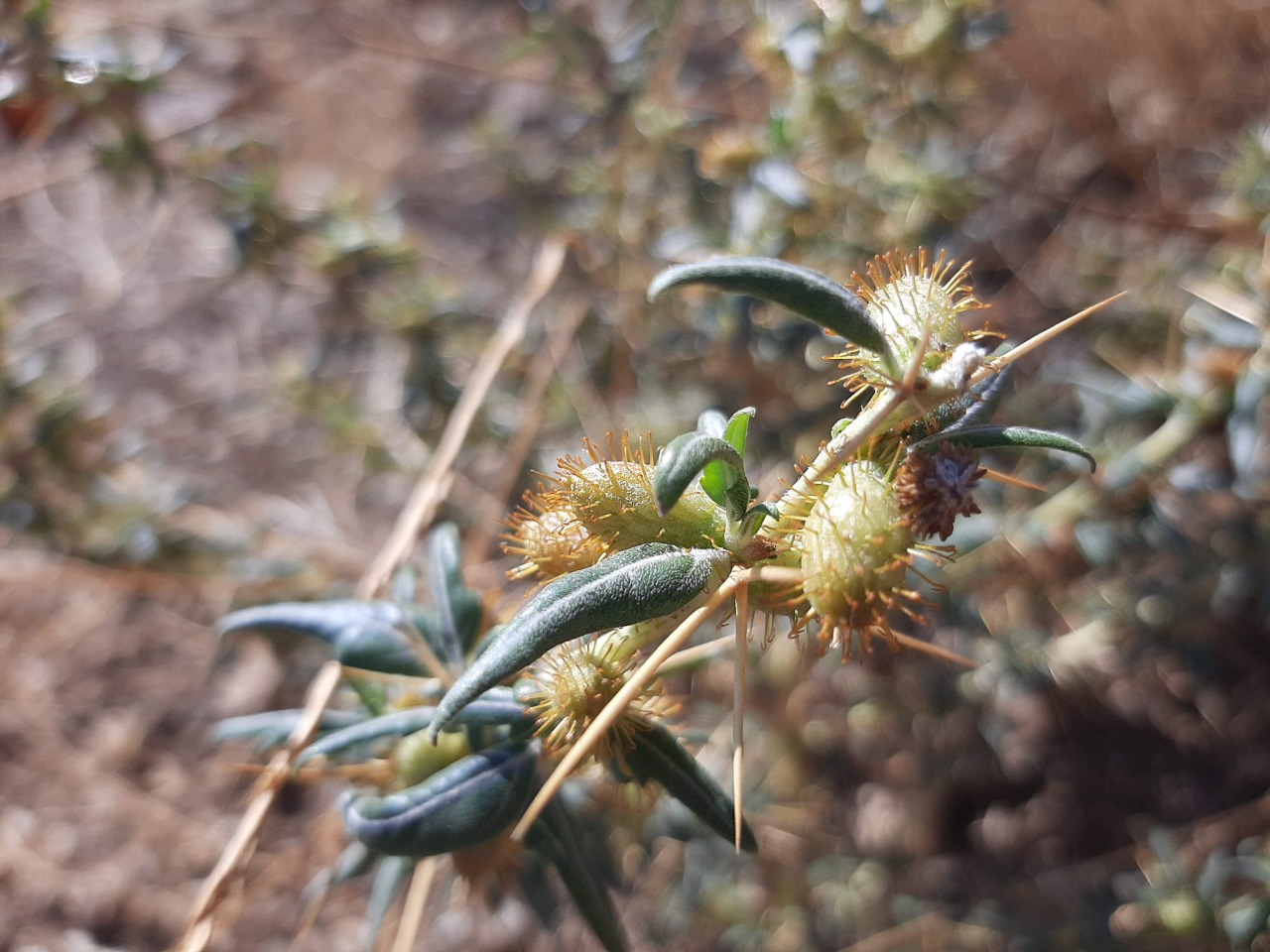 Xanthium spinosum 