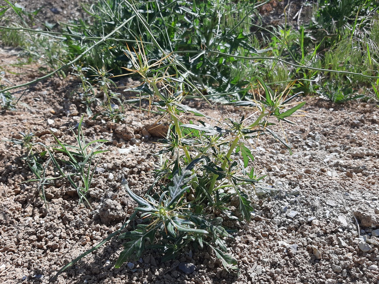 Xanthium spinosum 