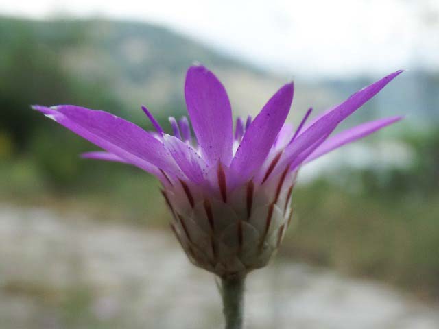 Xeranthemum inapertum 