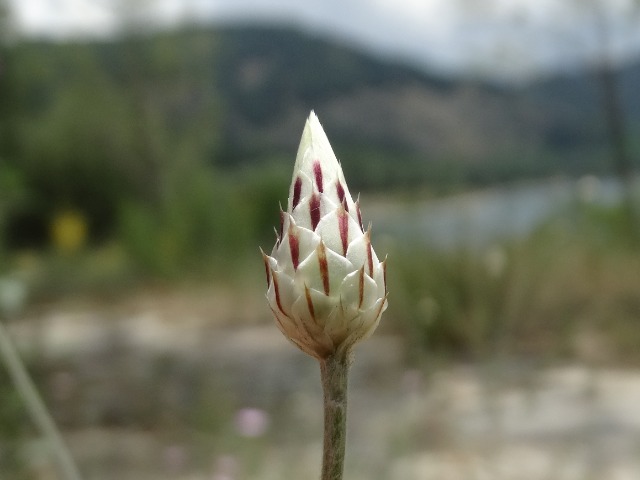 Xeranthemum inapertum 