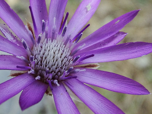 Xeranthemum inapertum 