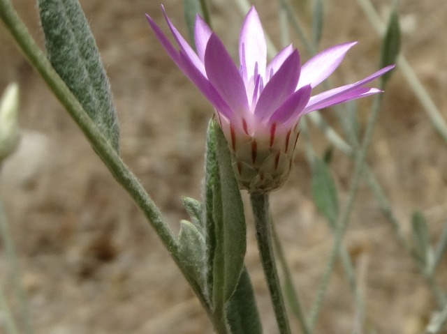 Xeranthemum inapertum 