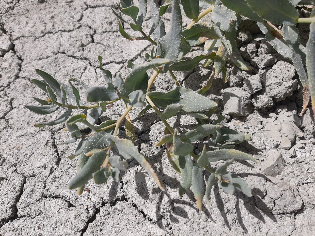 Caccinia macranthera var. crassifolia 