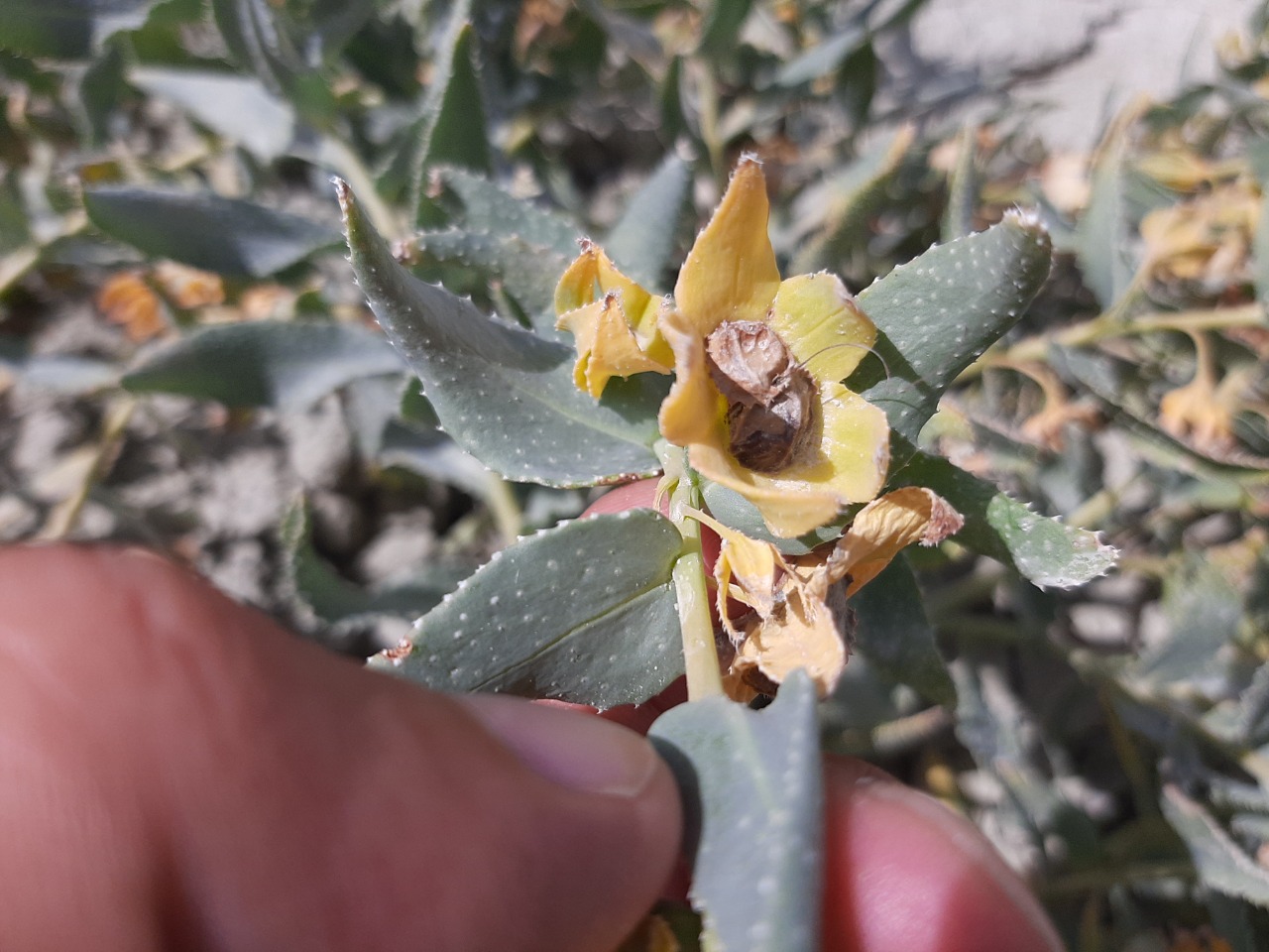 Caccinia macranthera var. crassifolia 