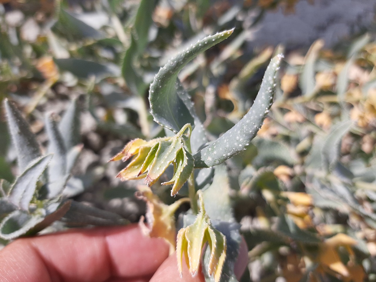 Caccinia macranthera var. crassifolia 