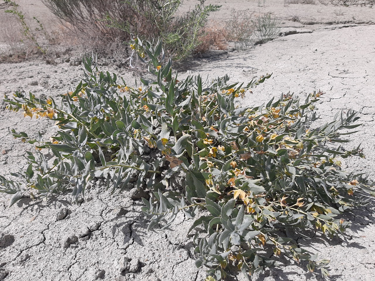 Caccinia macranthera var. crassifolia 