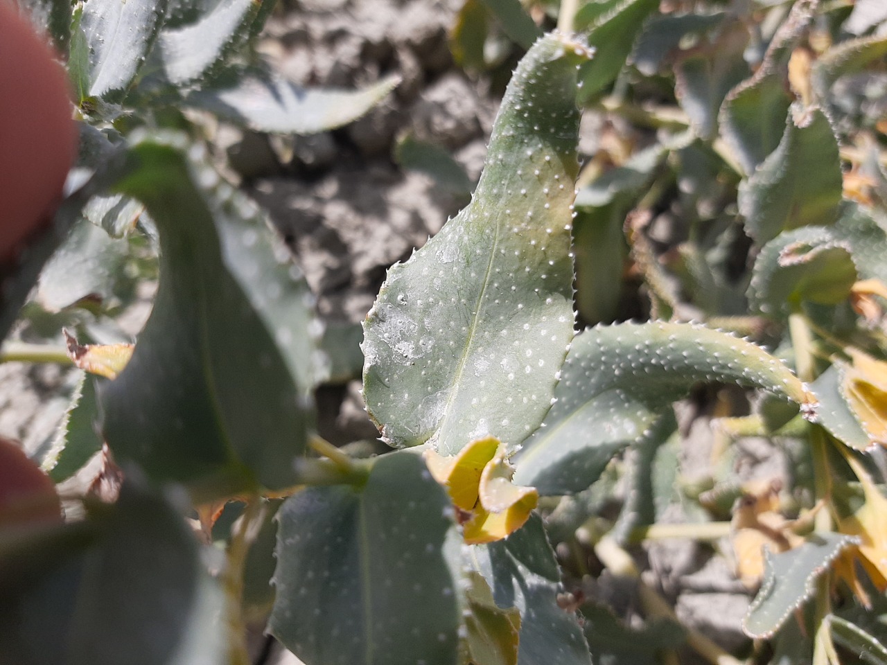 Caccinia macranthera var. crassifolia 