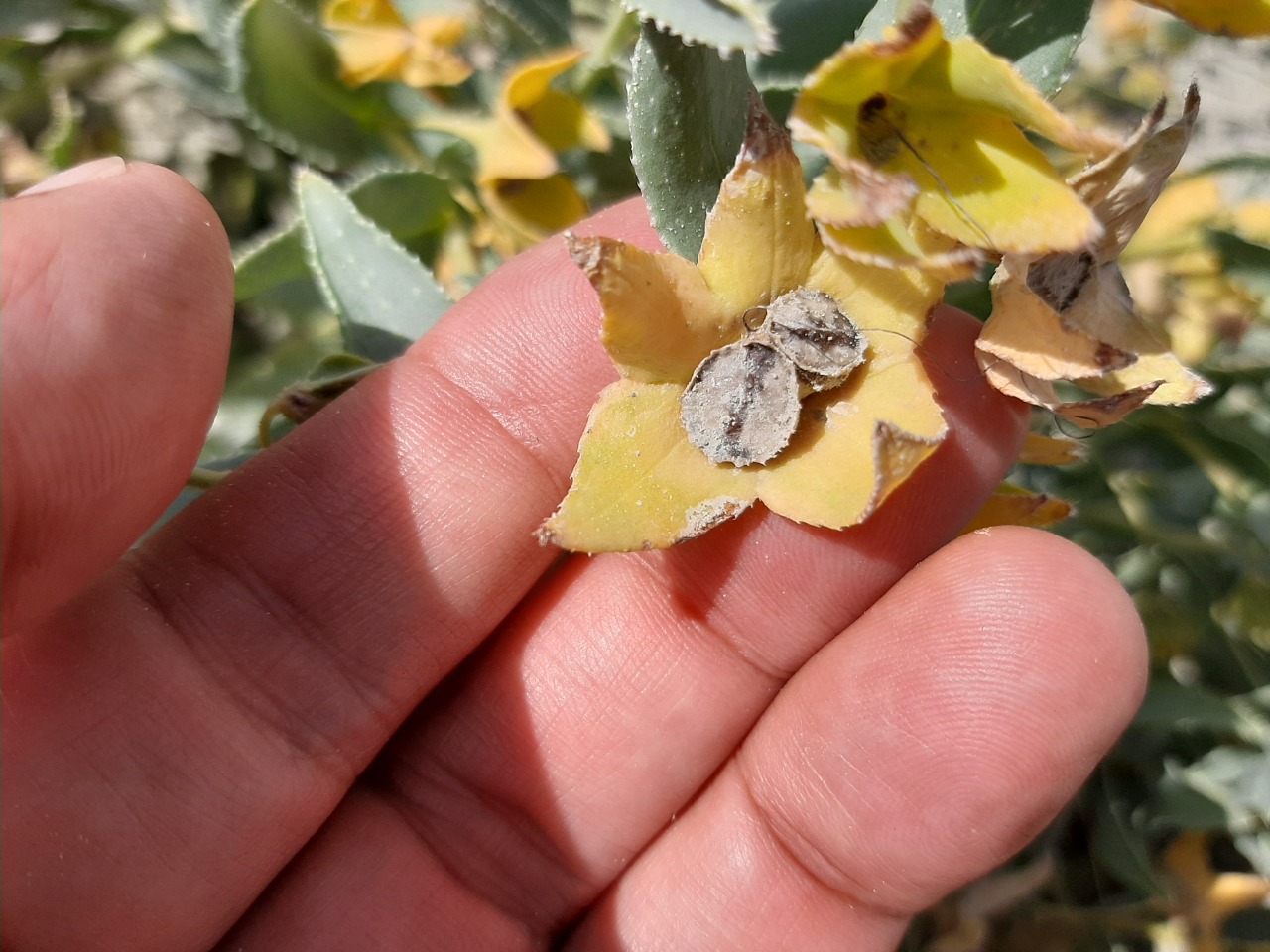 Caccinia macranthera var. crassifolia 