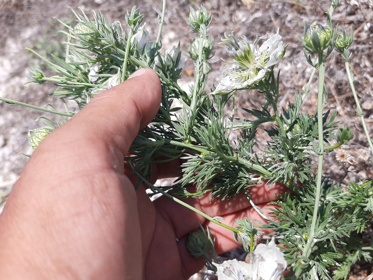 Nigella arvensis var. involucrata 