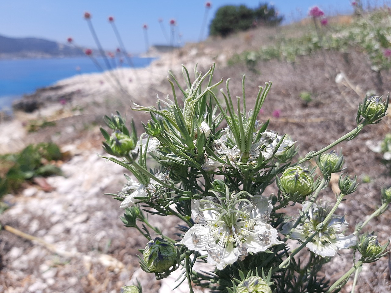 Nigella arvensis var. involucrata 