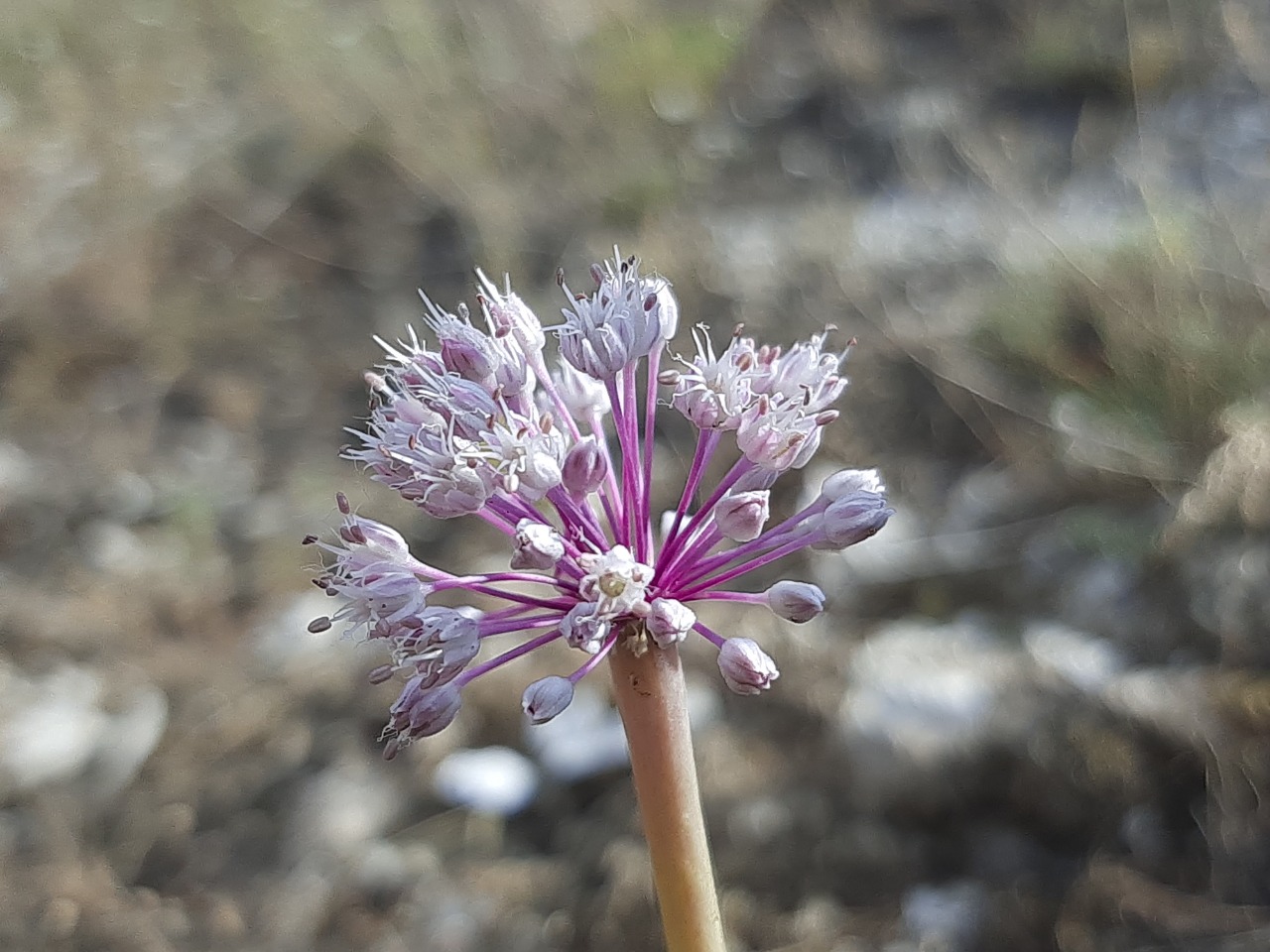 Allium macrochaetum