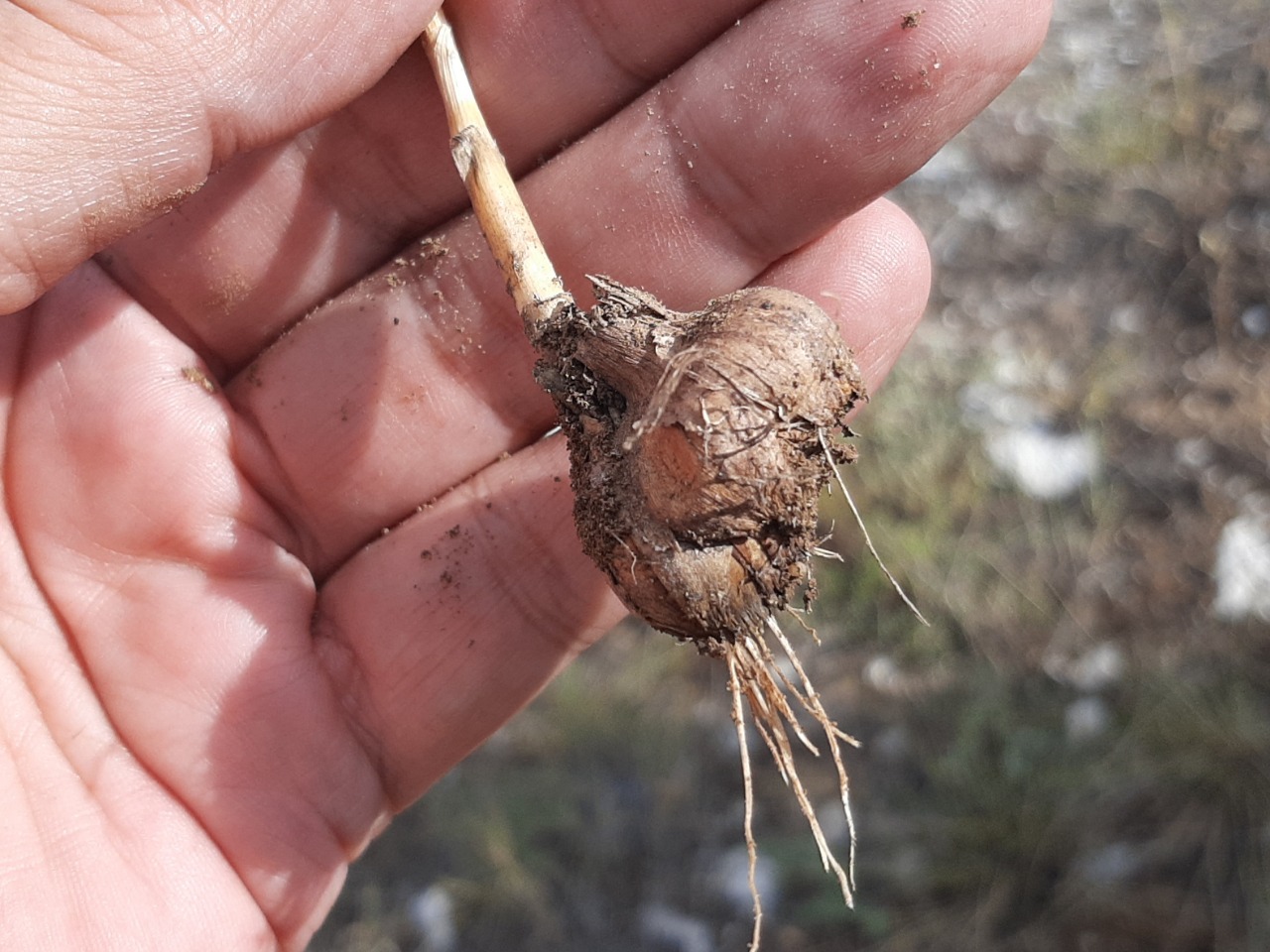 Allium macrochaetum