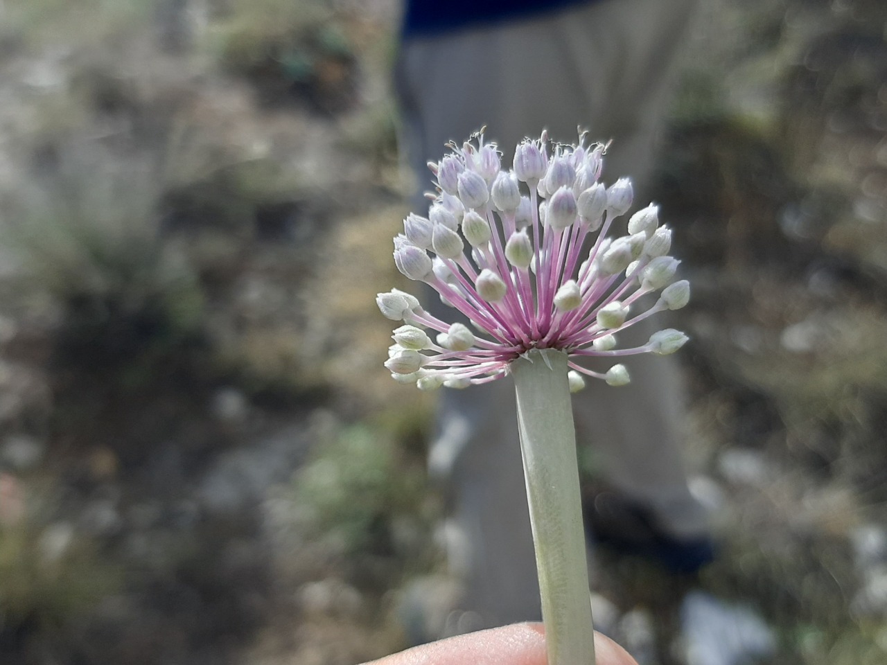 Allium macrochaetum