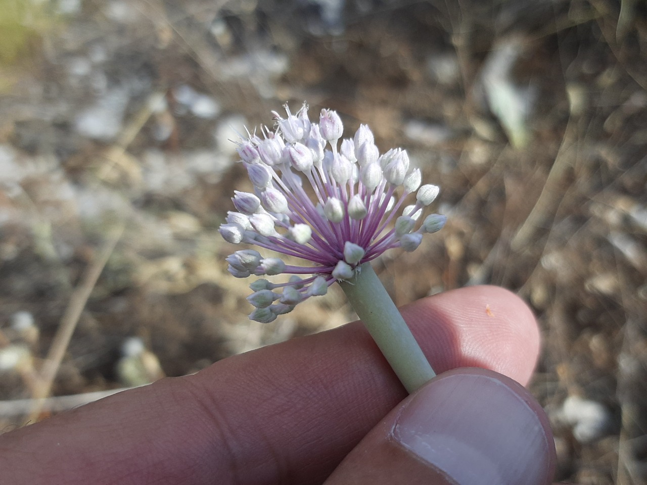 Allium macrochaetum