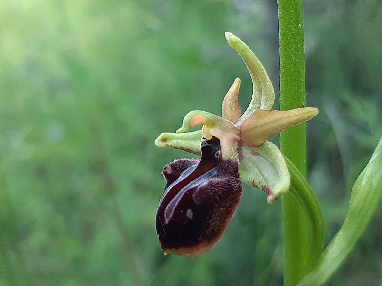 Ophrys mammosa 