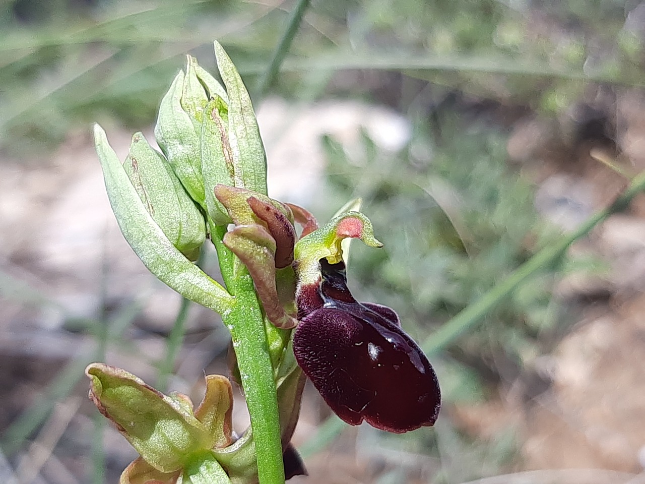 Ophrys mammosa 