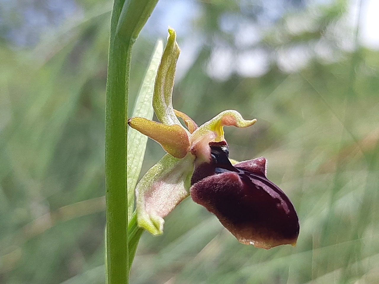 Ophrys mammosa 