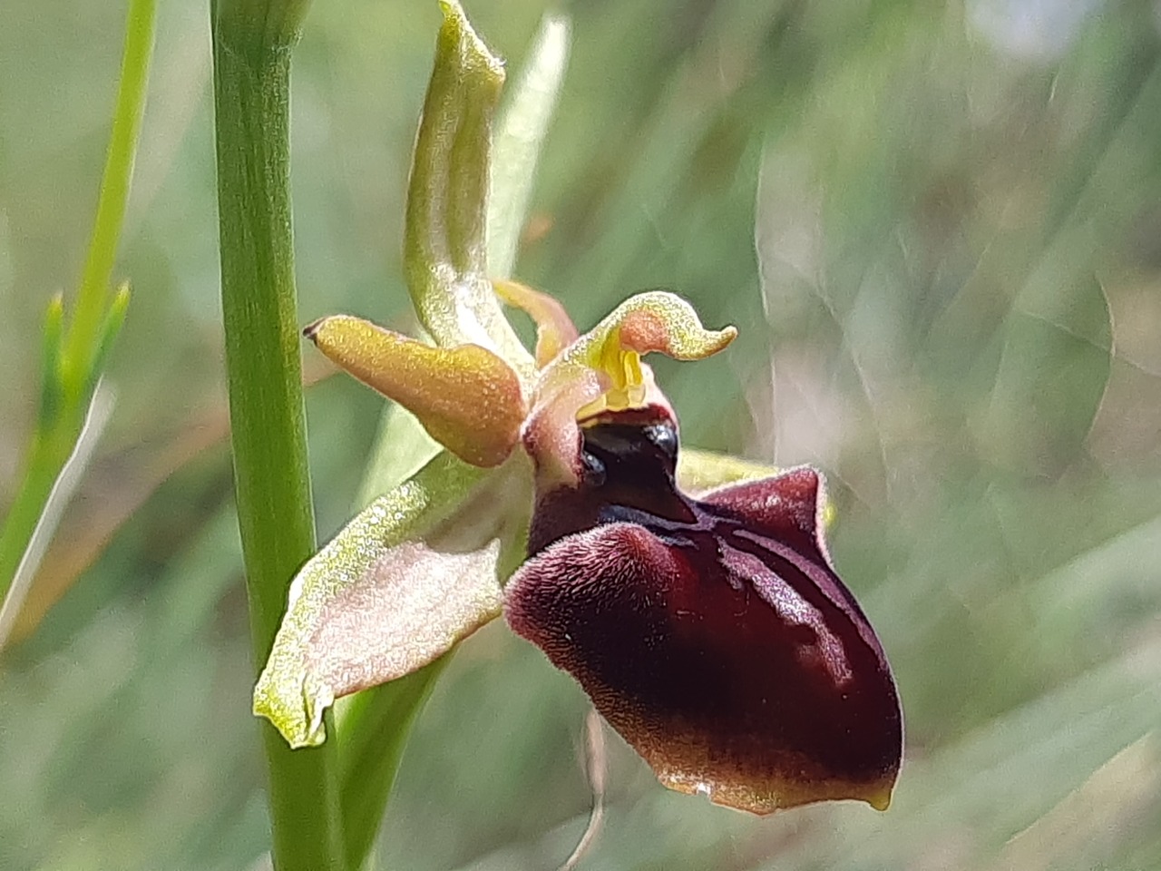 Ophrys mammosa 