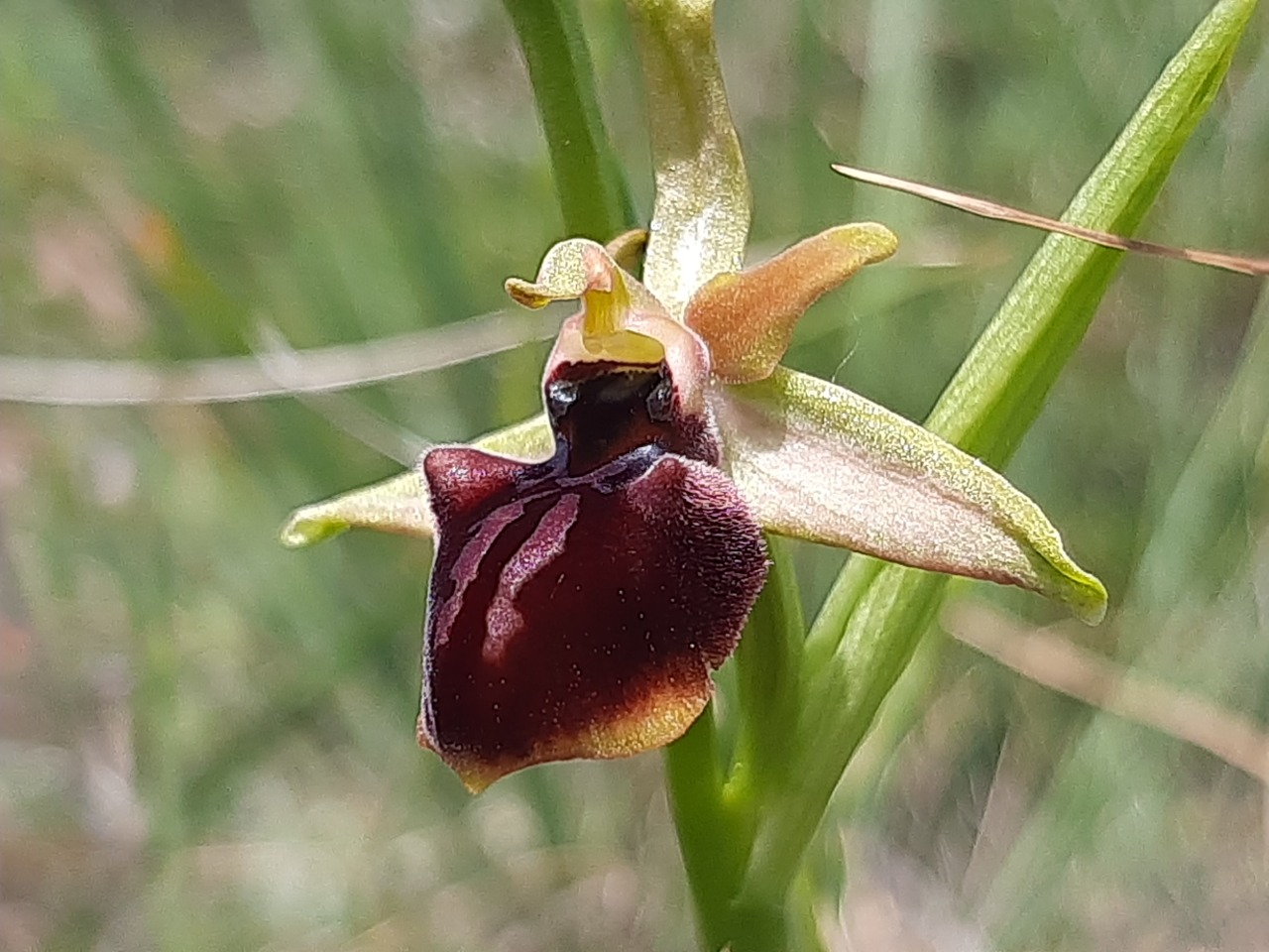 Ophrys mammosa 