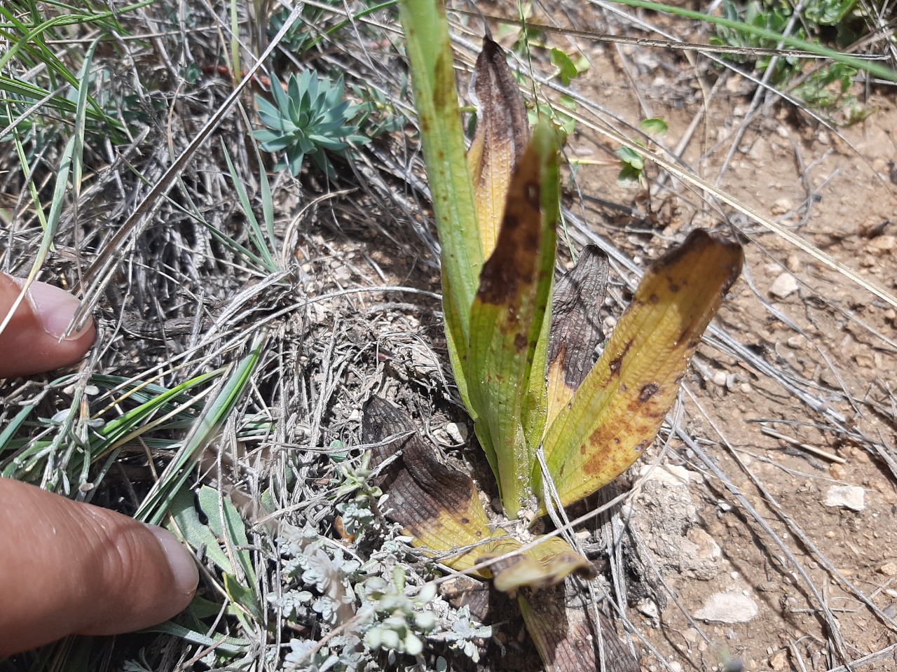 Ophrys mammosa 