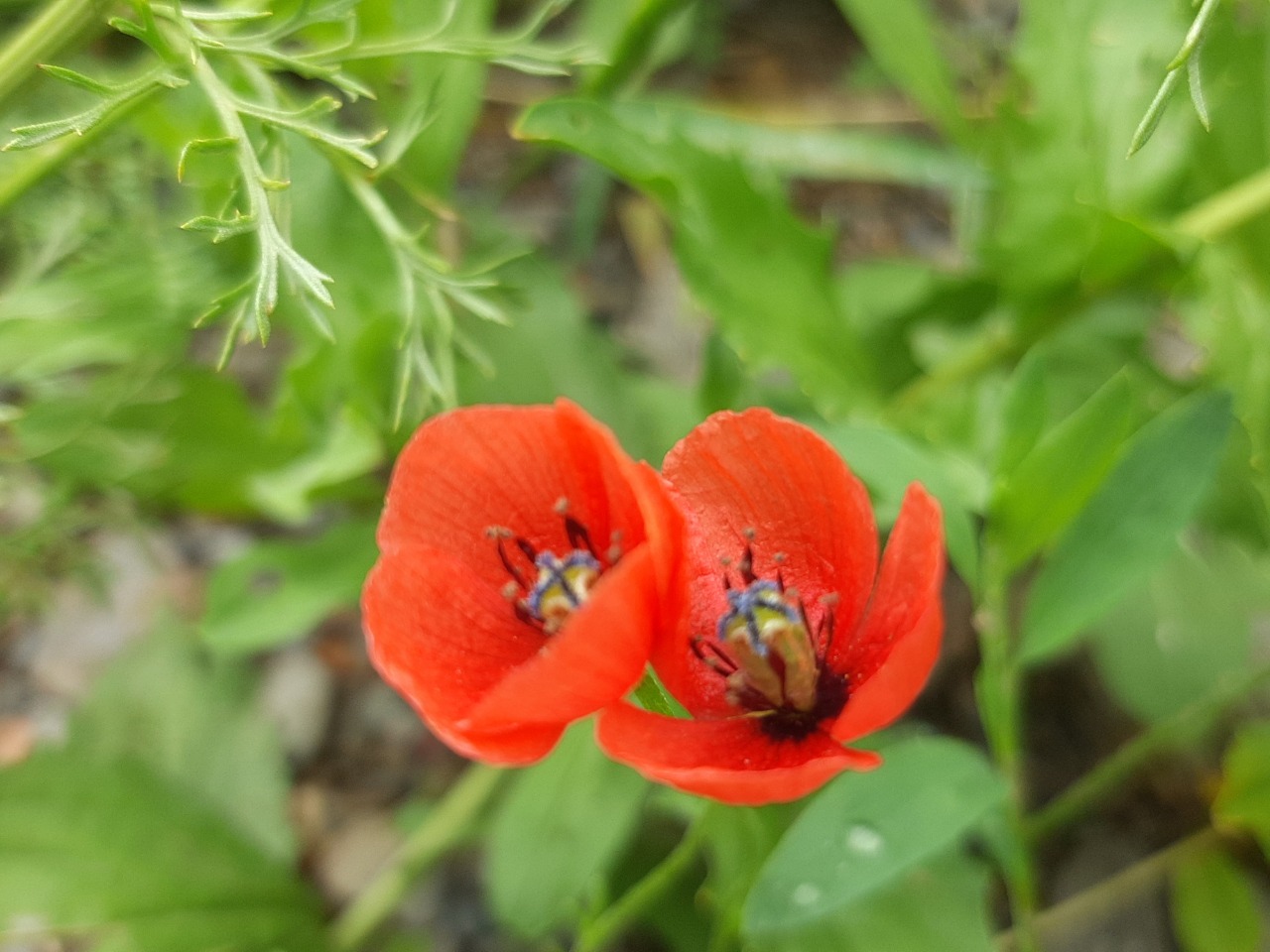 Papaver argemone 