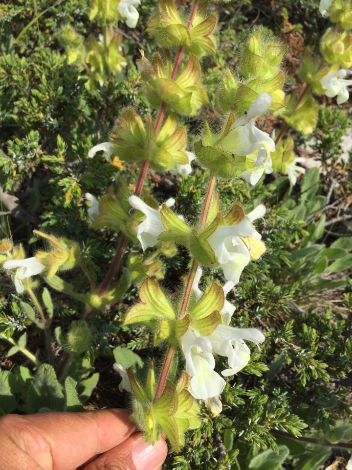 Salvia cadmica 