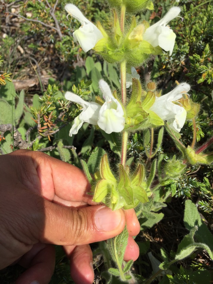 Salvia cadmica 