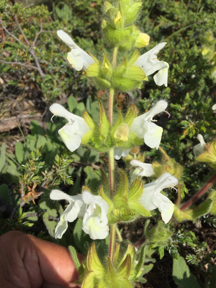 Salvia cadmica 