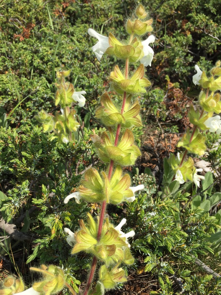 Salvia cadmica 