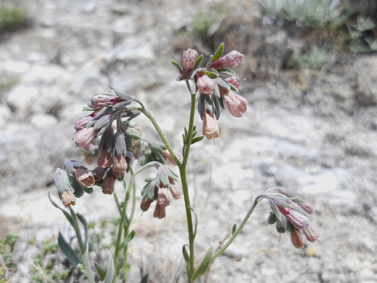 Mattiastrum leptophyllum