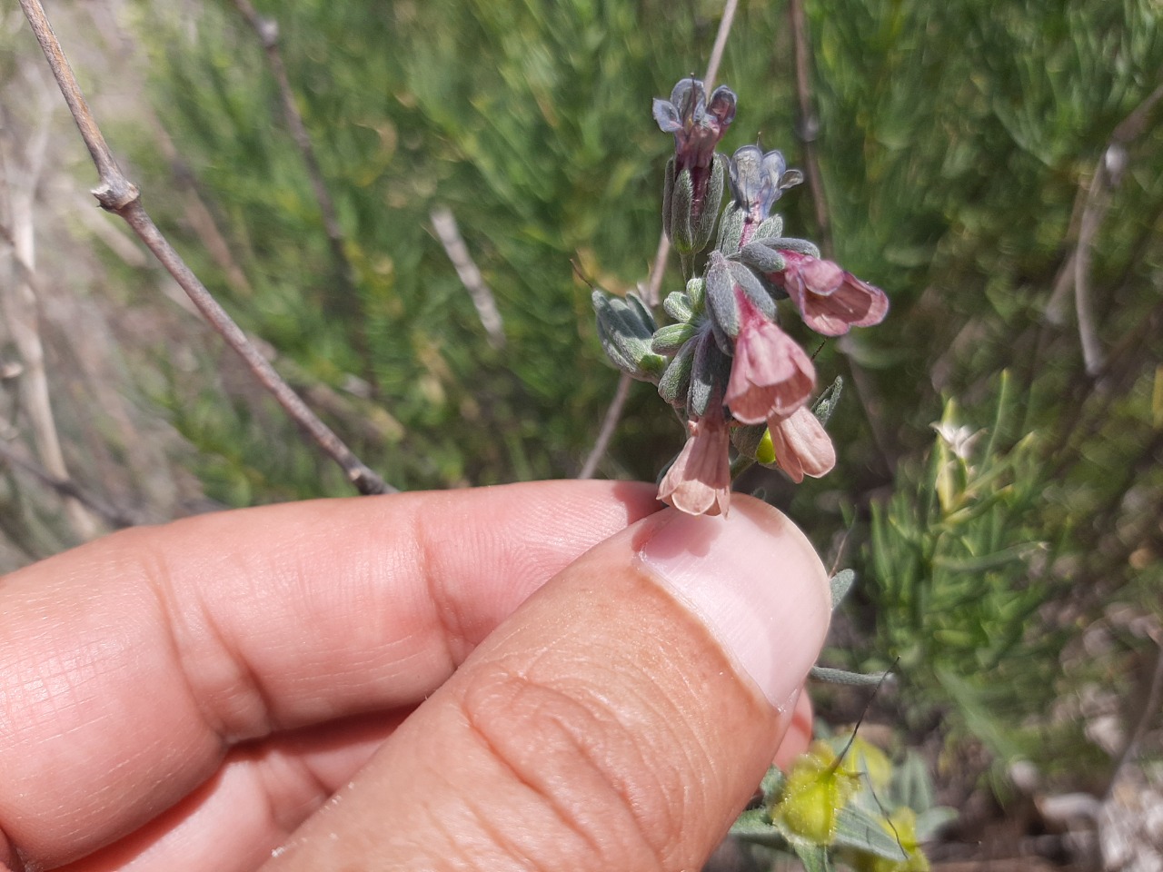 Mattiastrum leptophyllum