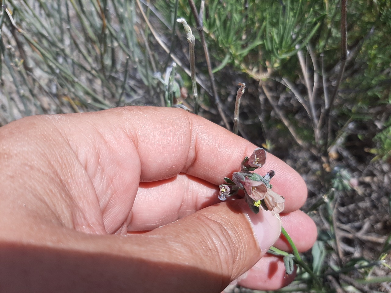 Mattiastrum leptophyllum