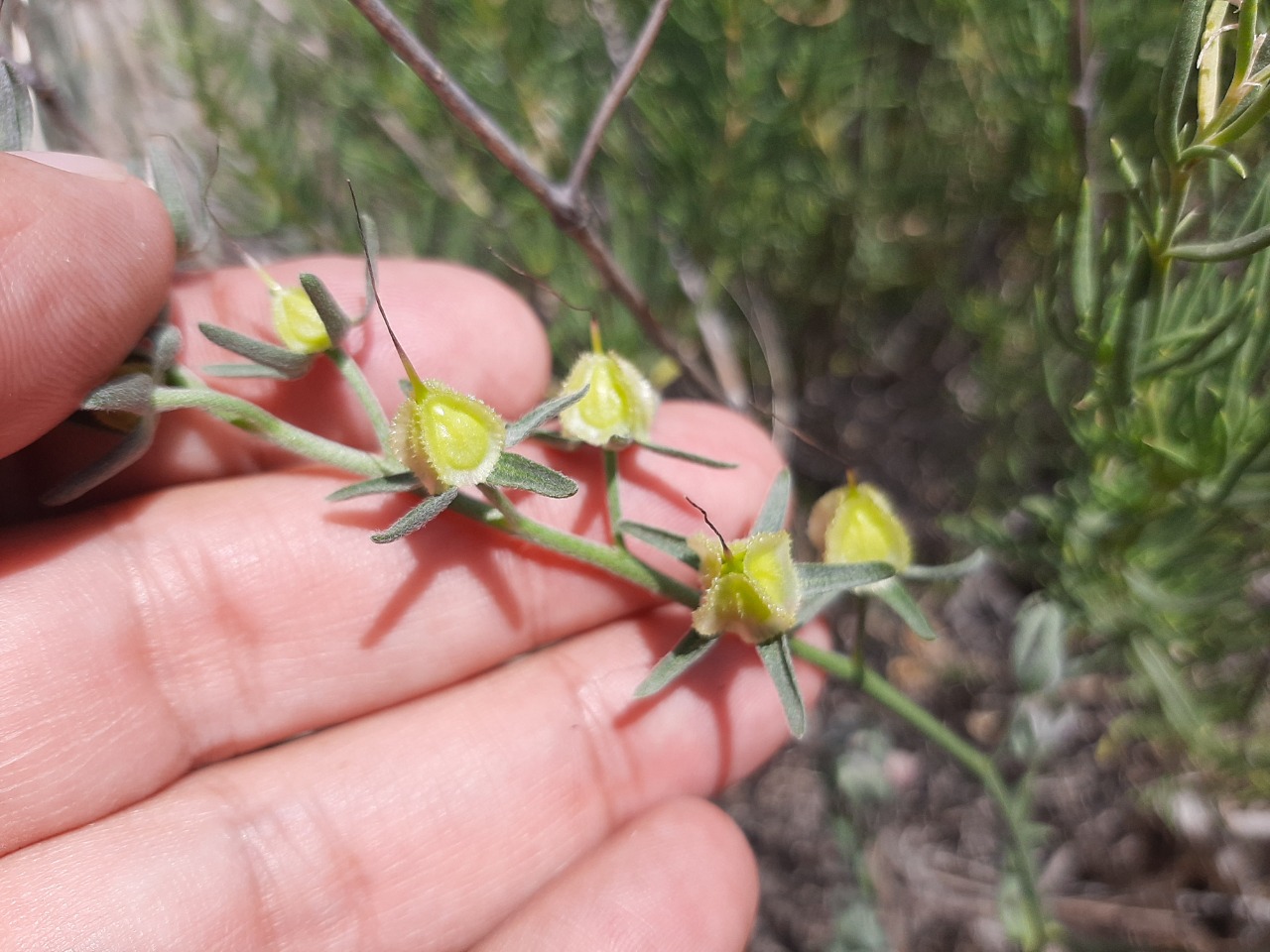 Mattiastrum leptophyllum