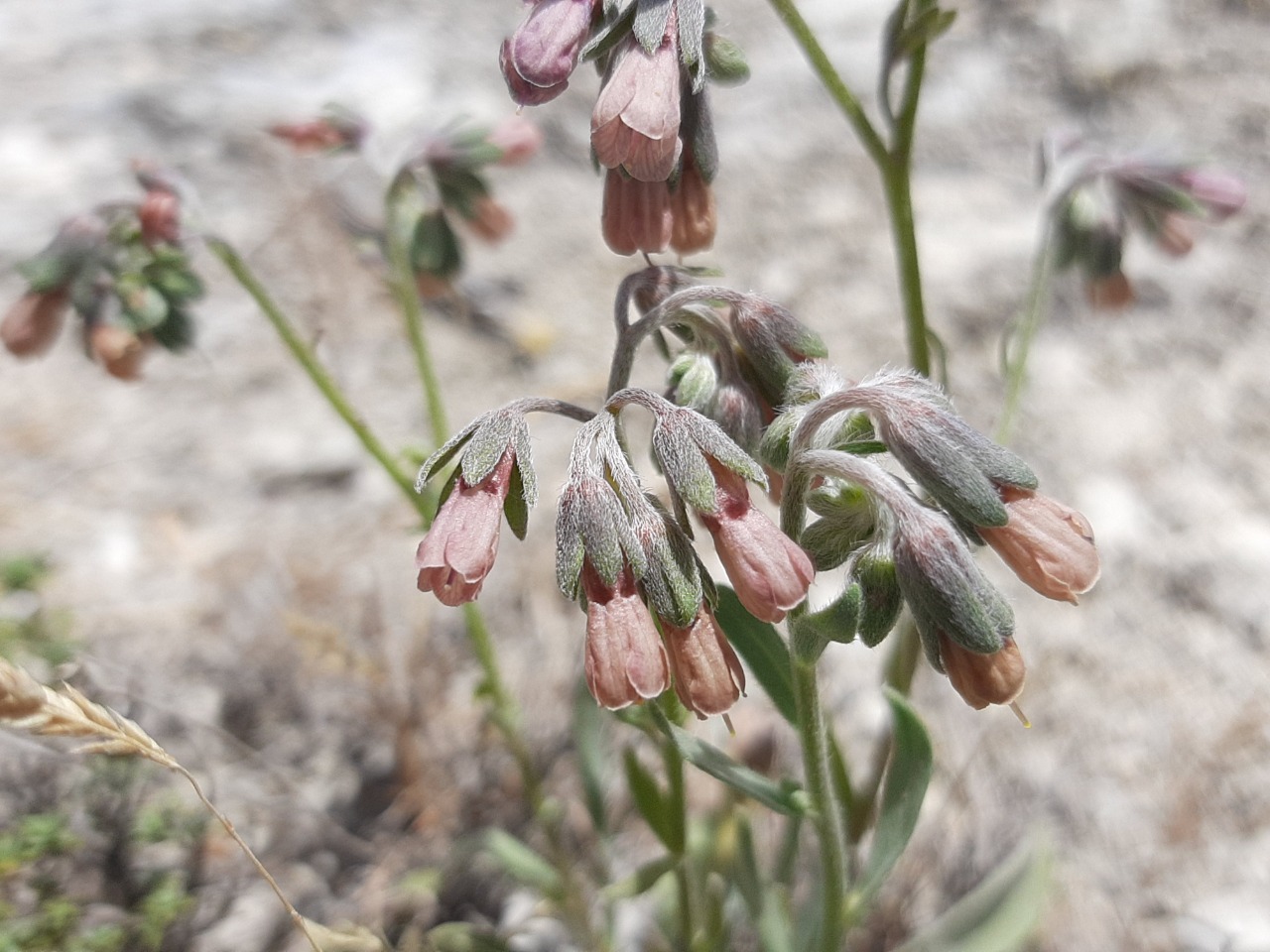 Mattiastrum leptophyllum