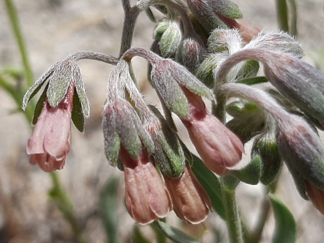 Mattiastrum leptophyllum