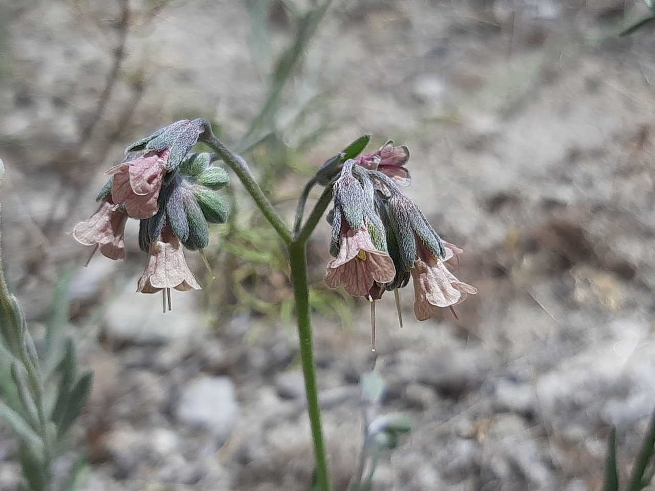 Mattiastrum leptophyllum