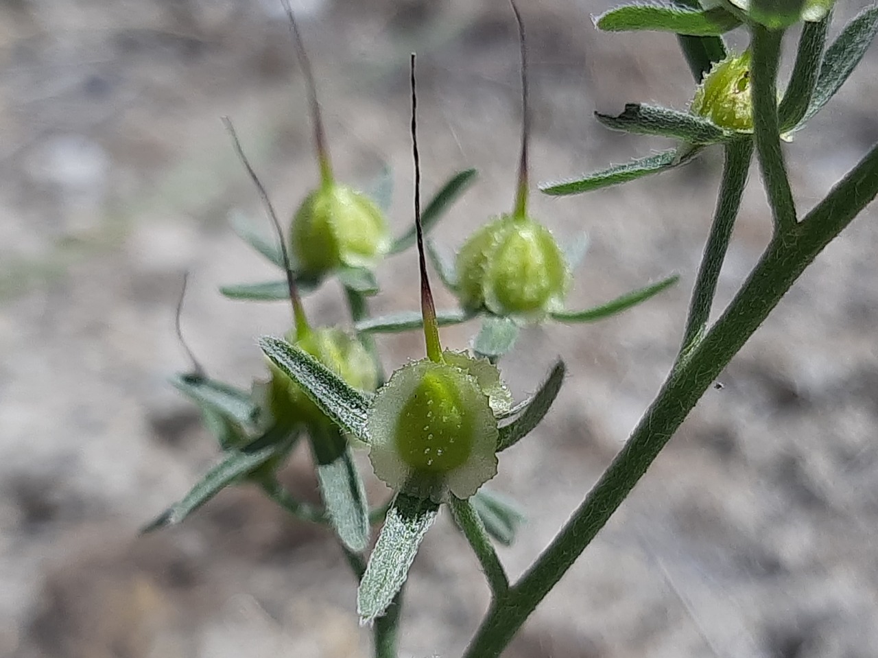 Mattiastrum leptophyllum