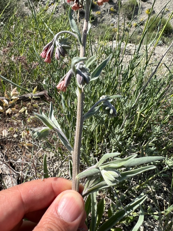 Mattiastrum corymbiforme