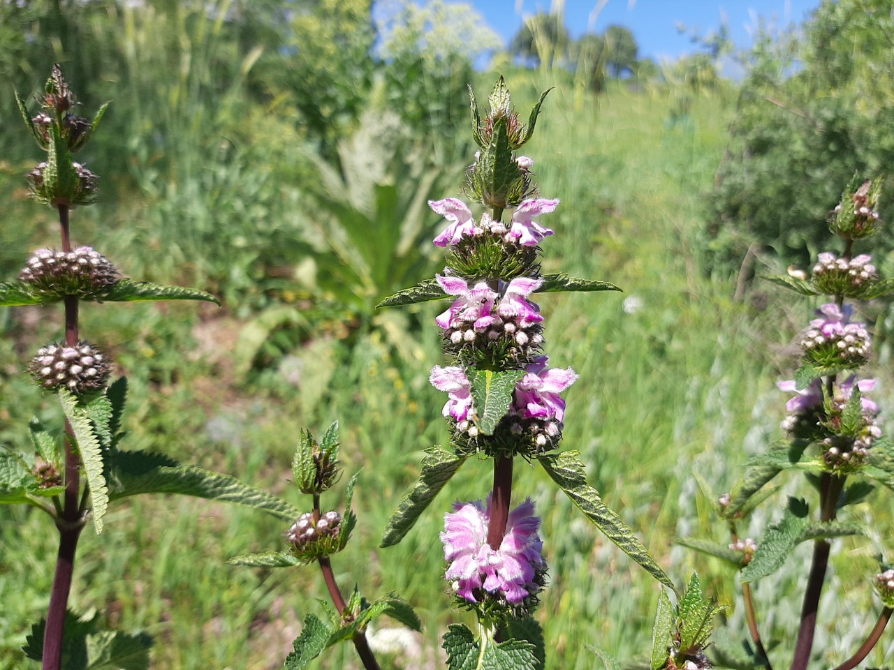 Phlomoides tuberosa
