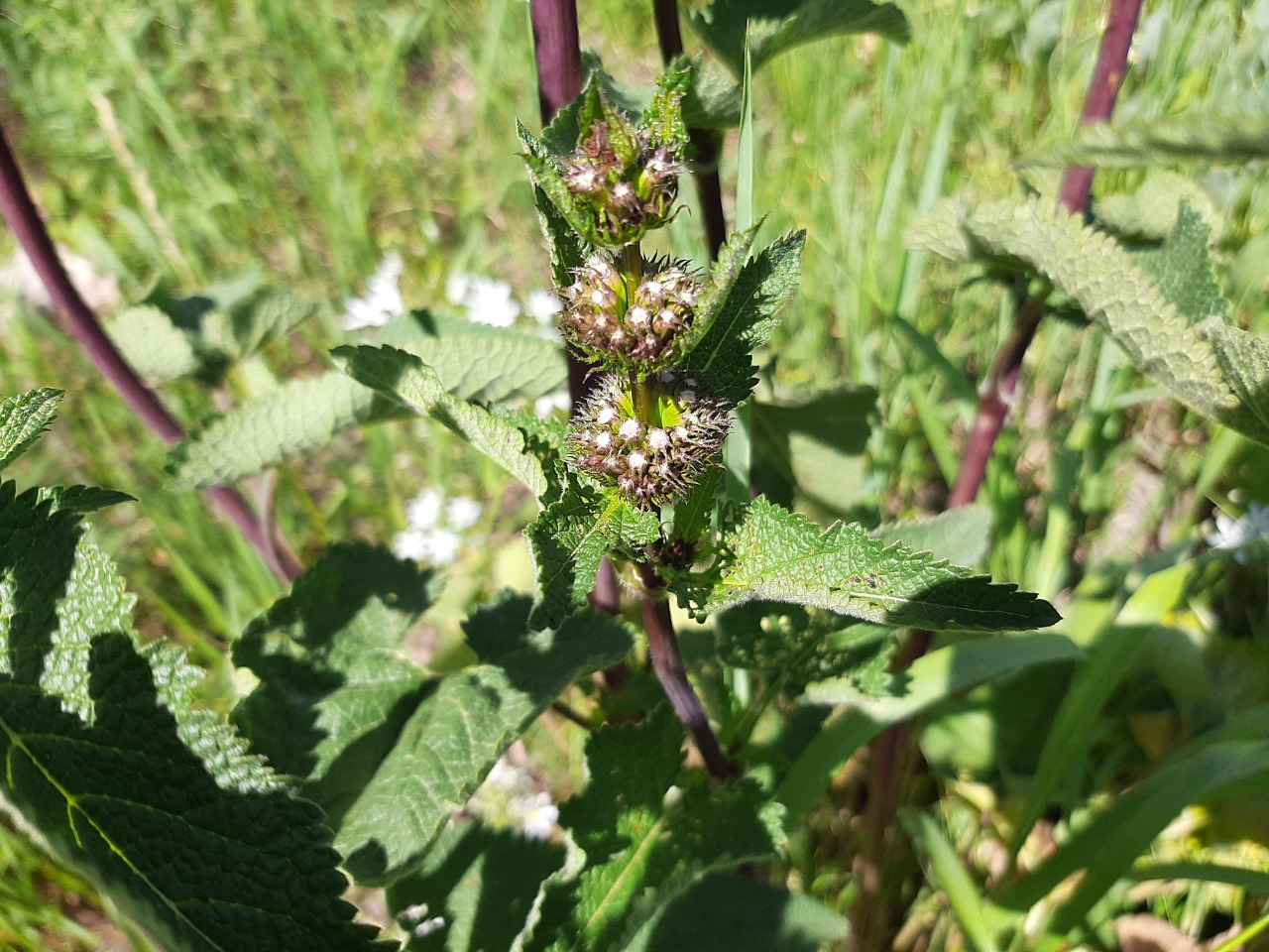 Phlomoides tuberosa