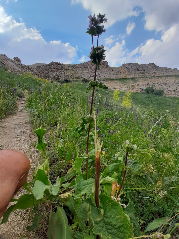 Phlomoides tuberosa