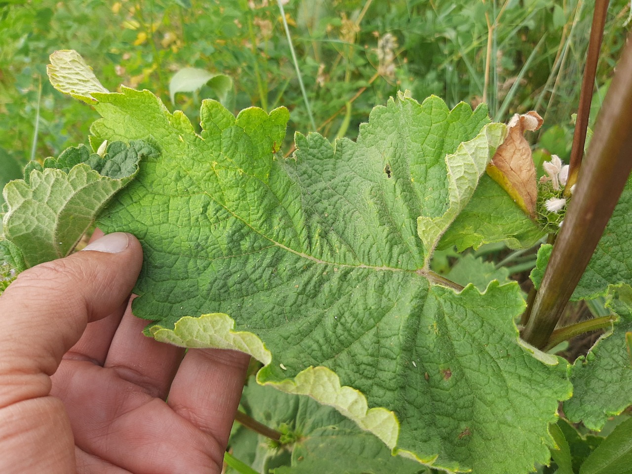 Phlomoides tuberosa