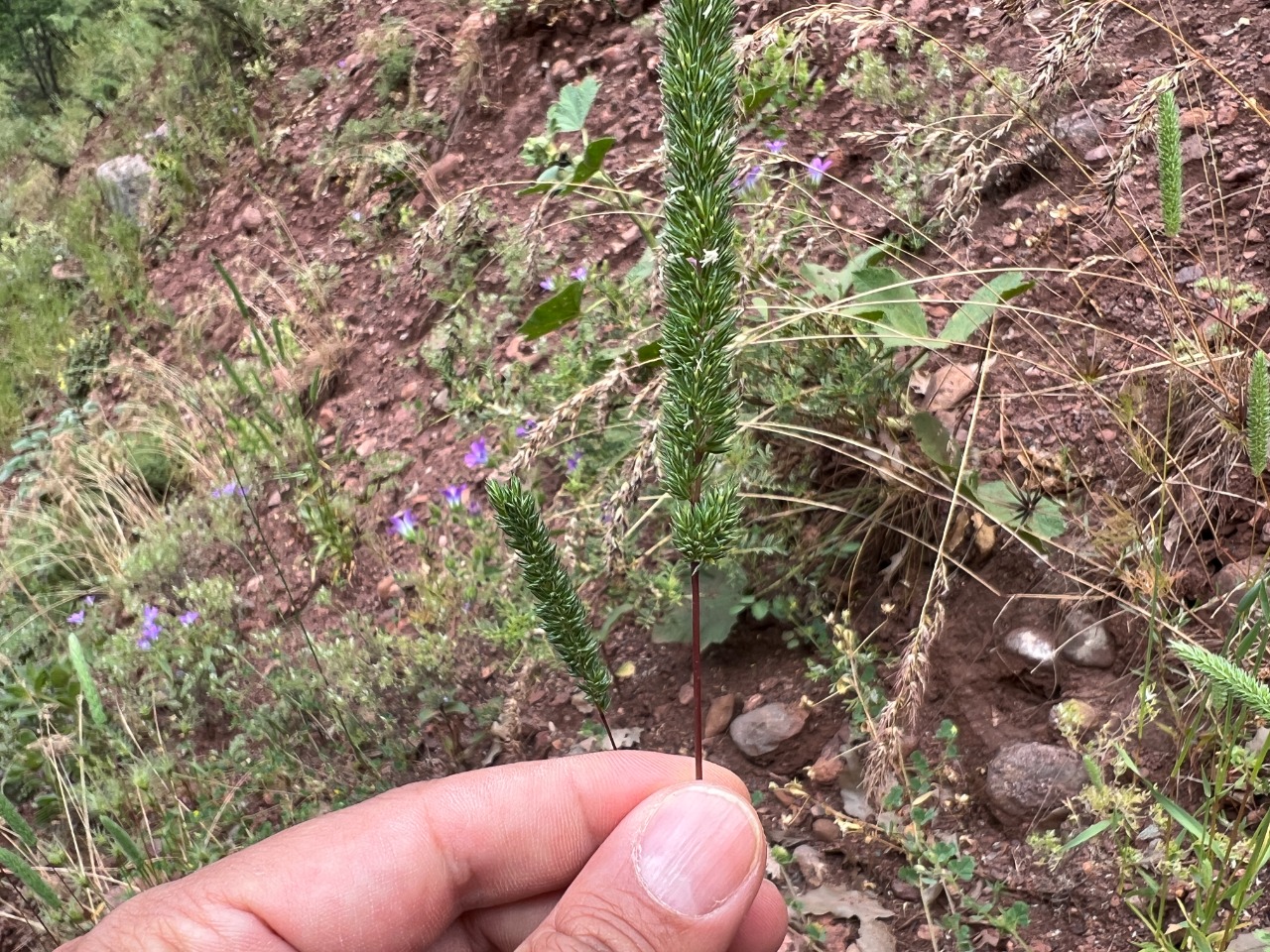 Phleum boissieri