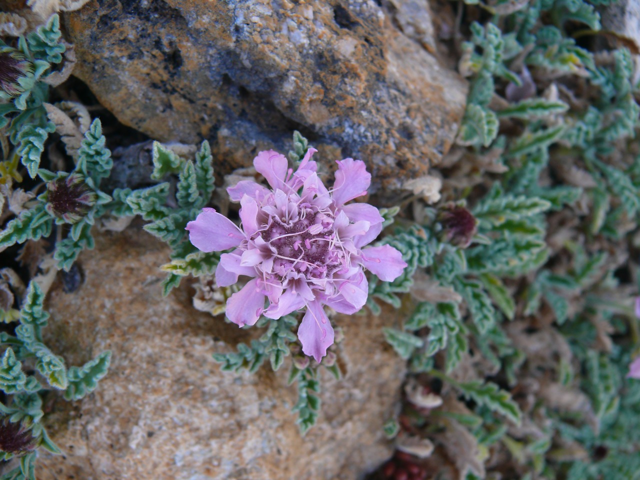 Pterocephalus pinardii