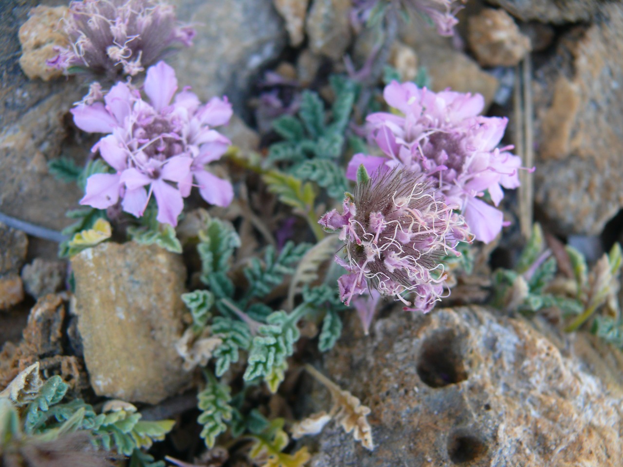 Pterocephalus pinardii