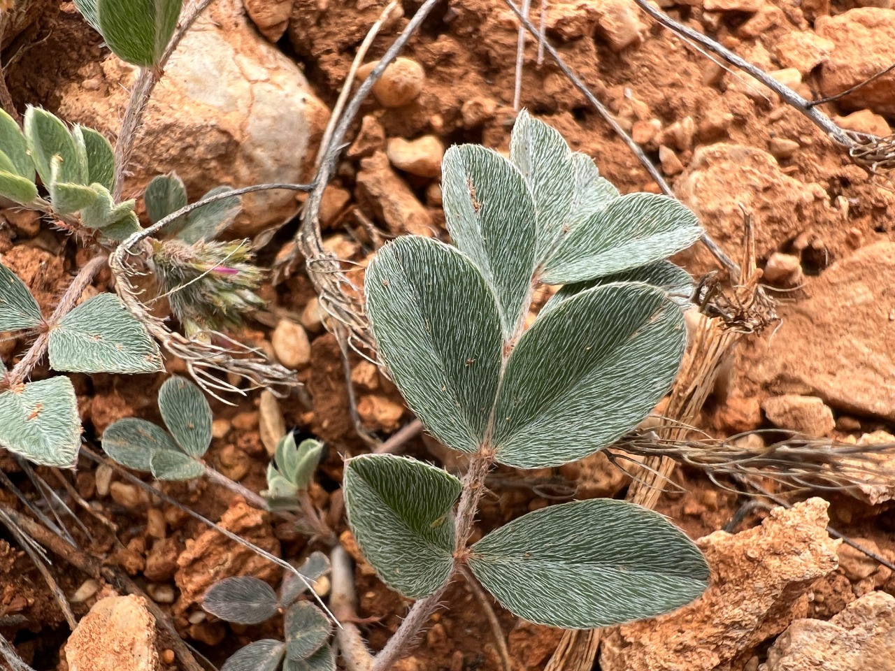 Astragalus melitenensis