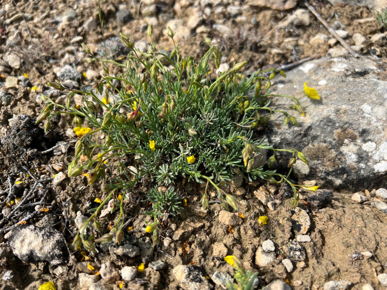 Fumana trisperma