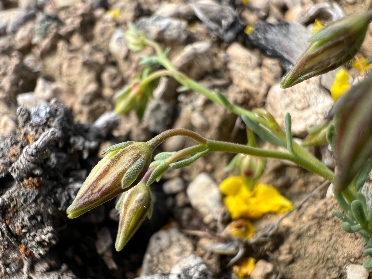 Fumana trisperma